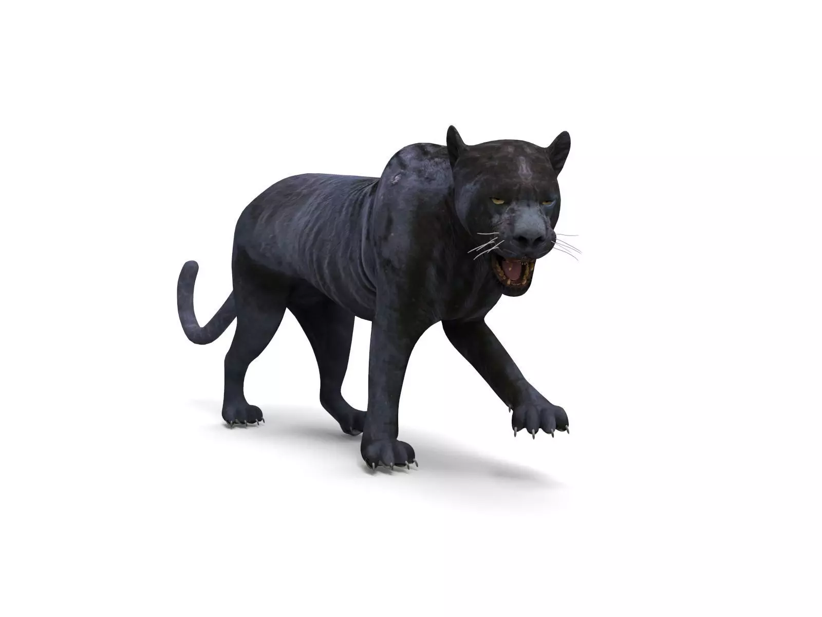 3d Wild Black Panther Rigged Model Low-poly 3D model_0
