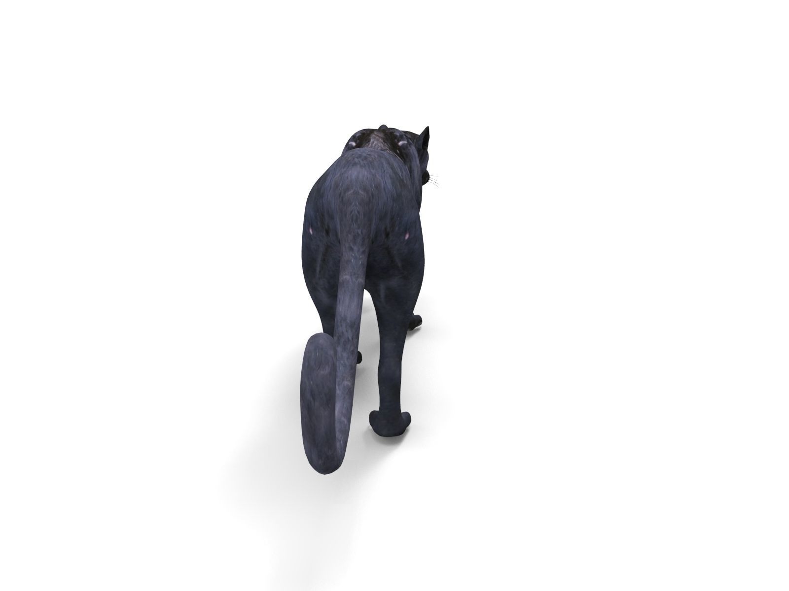 3d Wild Black Panther Rigged Model Low-poly 3D model_4
