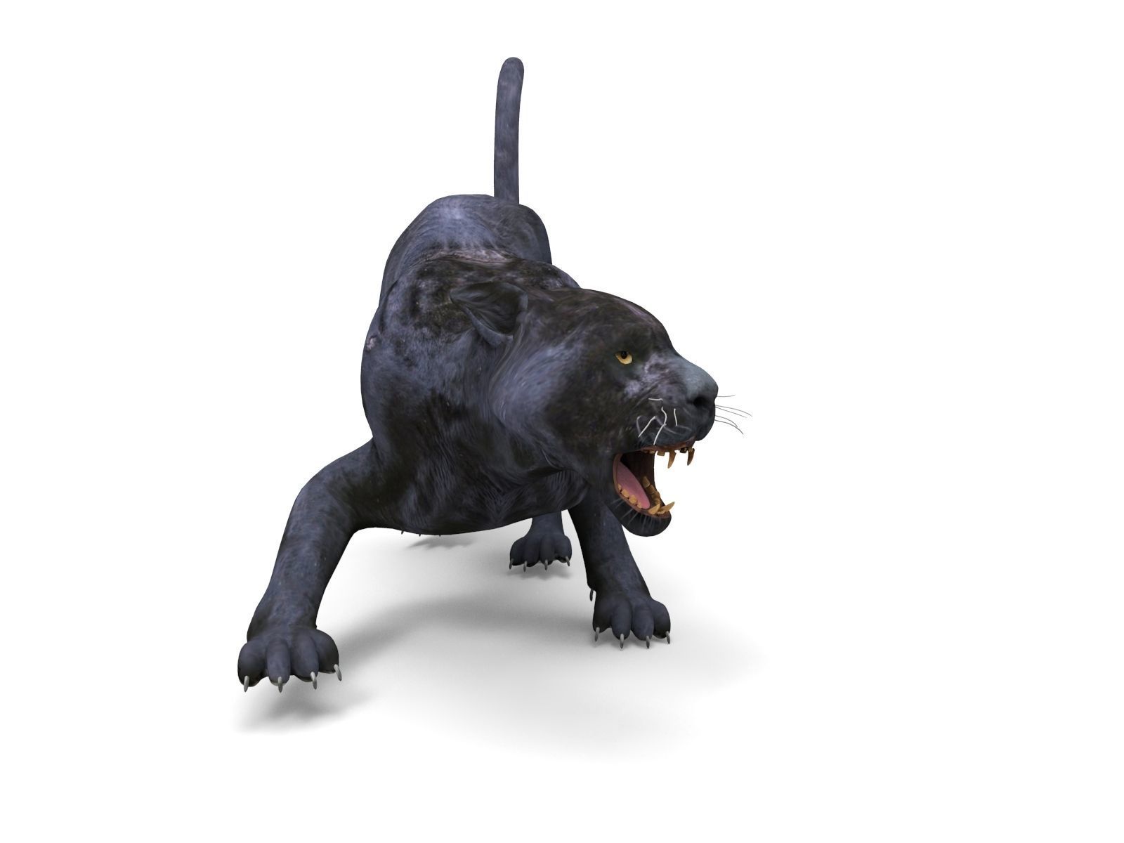 3d Wild Black Panther Rigged Model Low-poly 3D model_12