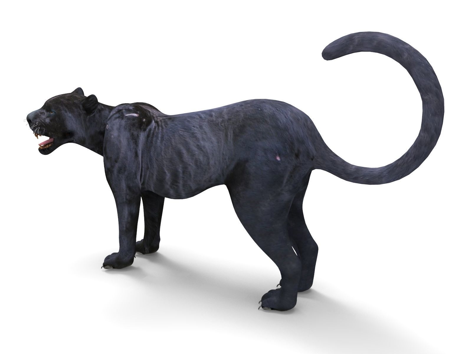3d Wild Black Panther Rigged Model Low-poly 3D model_15