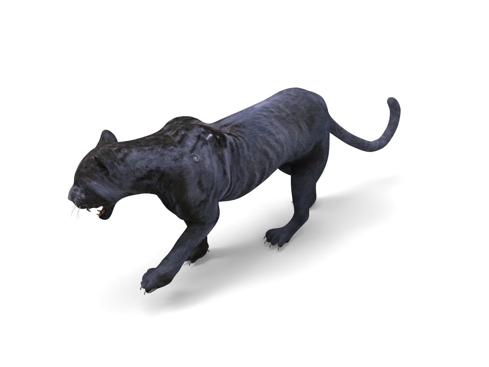 3d Wild Black Panther Rigged Model Low-poly 3D model_2