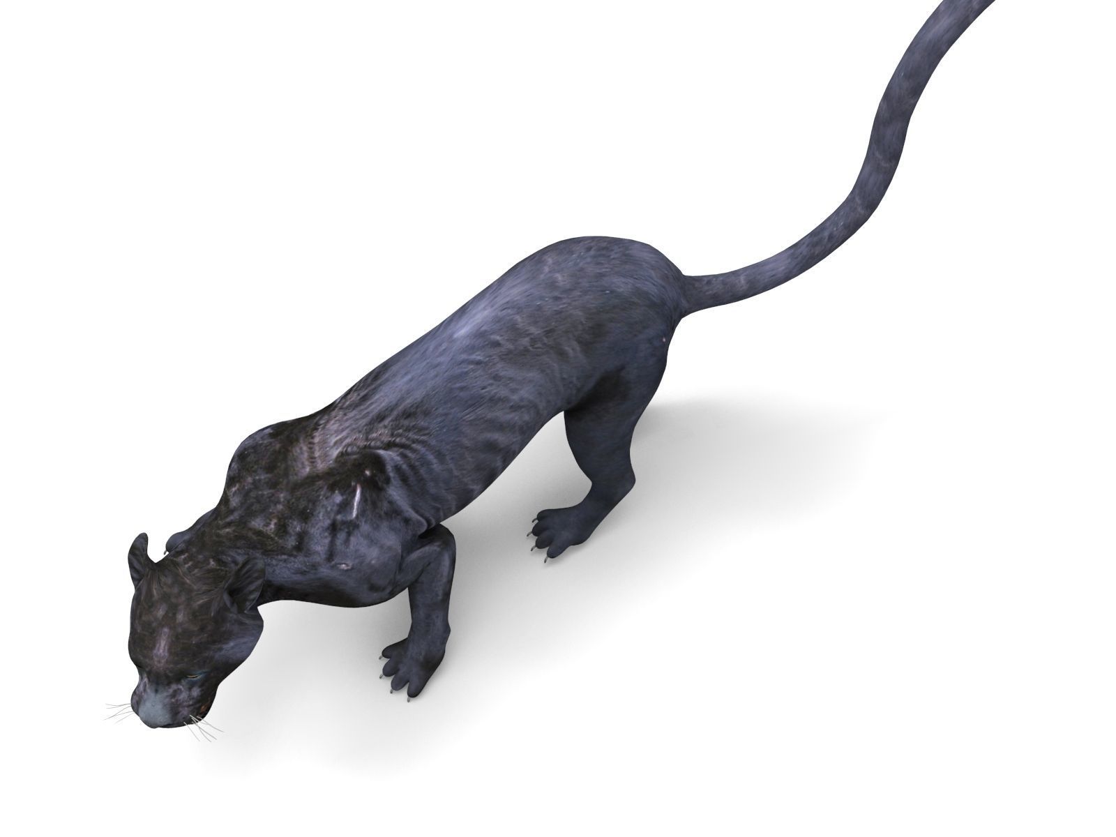 3d Wild Black Panther Rigged Model Low-poly 3D model_8