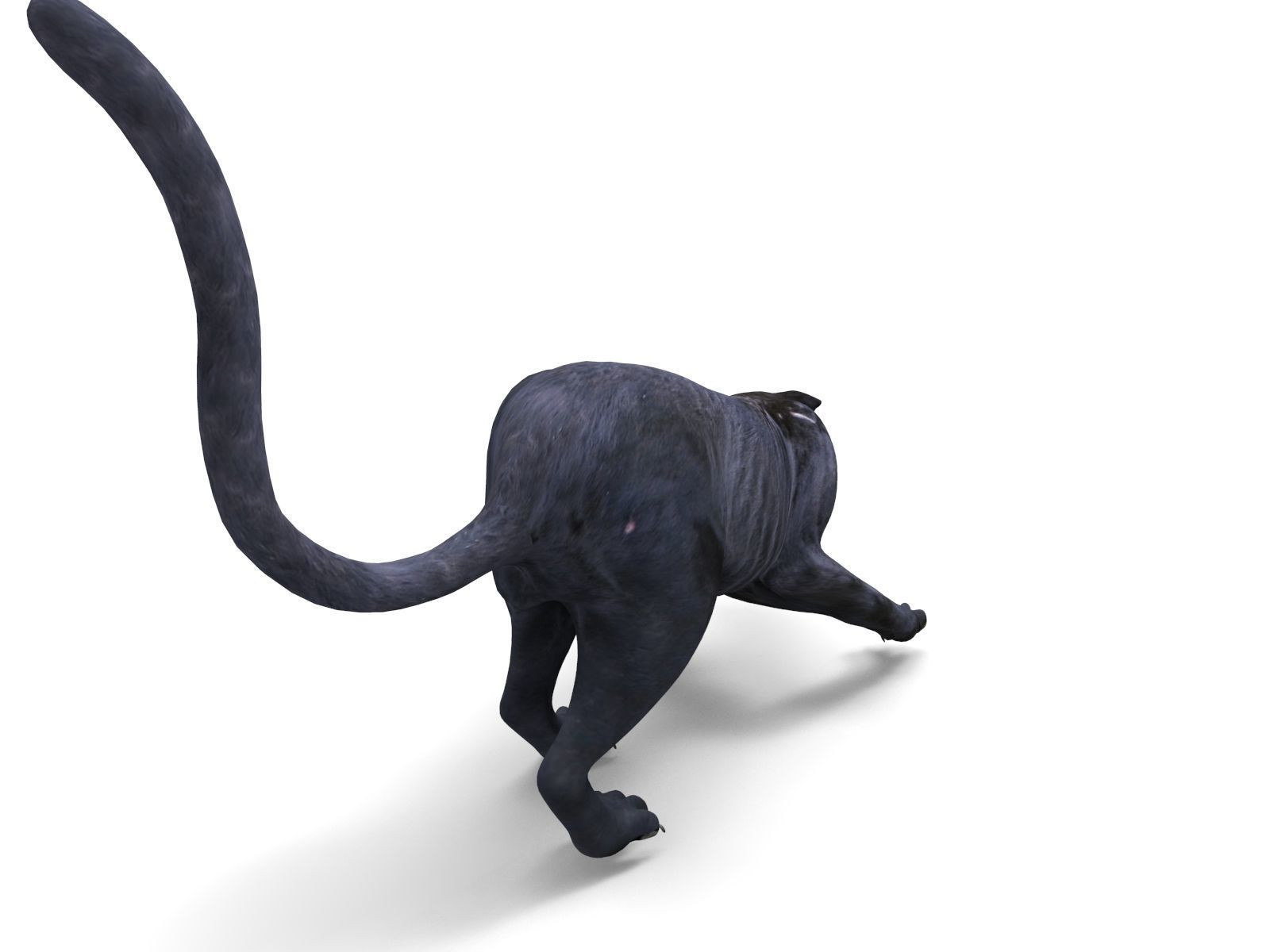 3d Wild Black Panther Rigged Model Low-poly 3D model_10