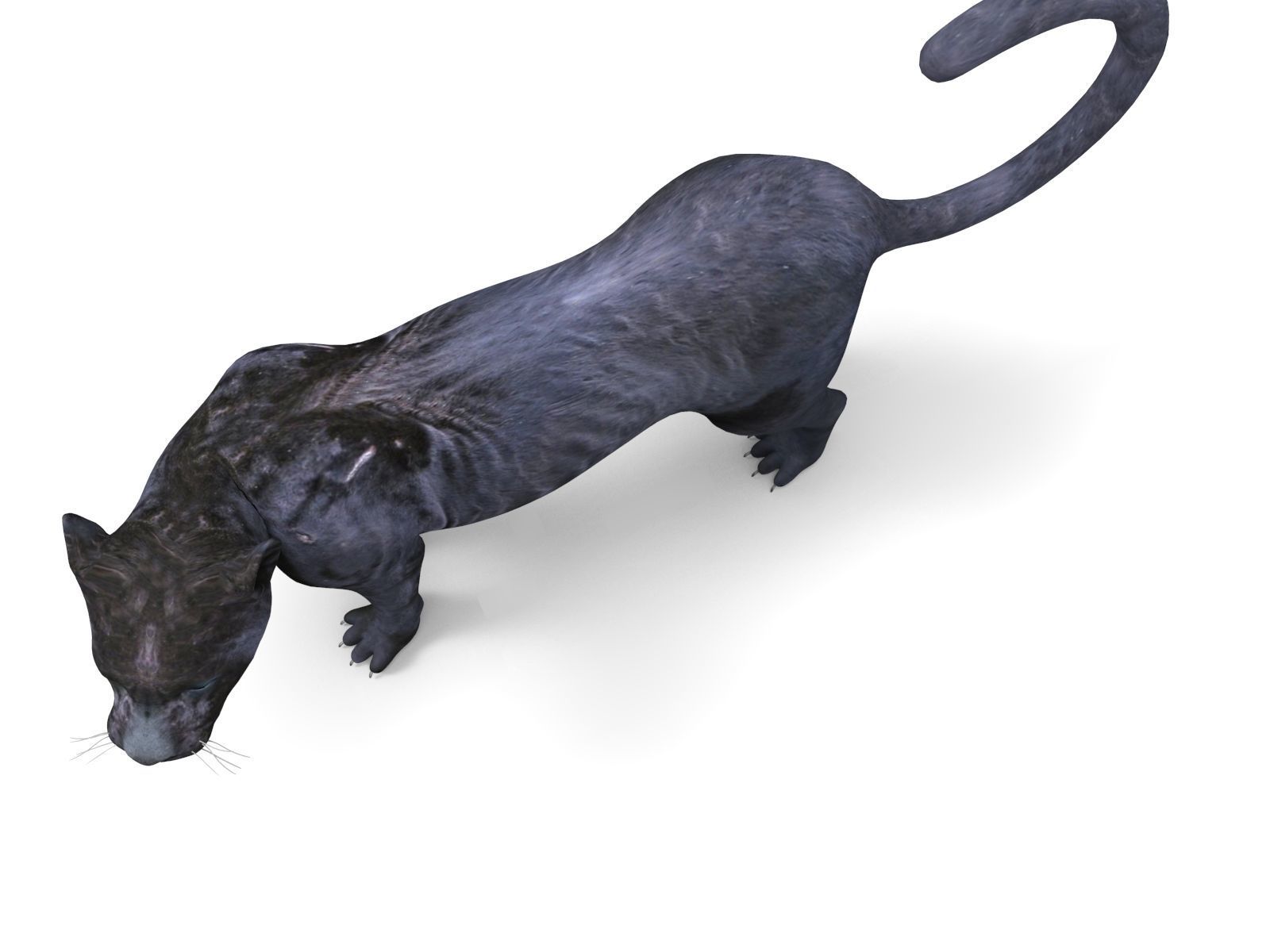 3d Wild Black Panther Rigged Model Low-poly 3D model_14