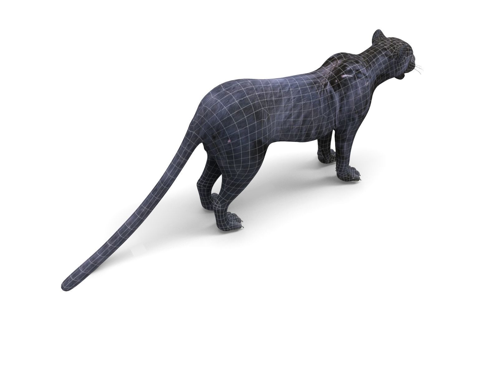 3d Wild Black Panther Rigged Model Low-poly 3D model_19