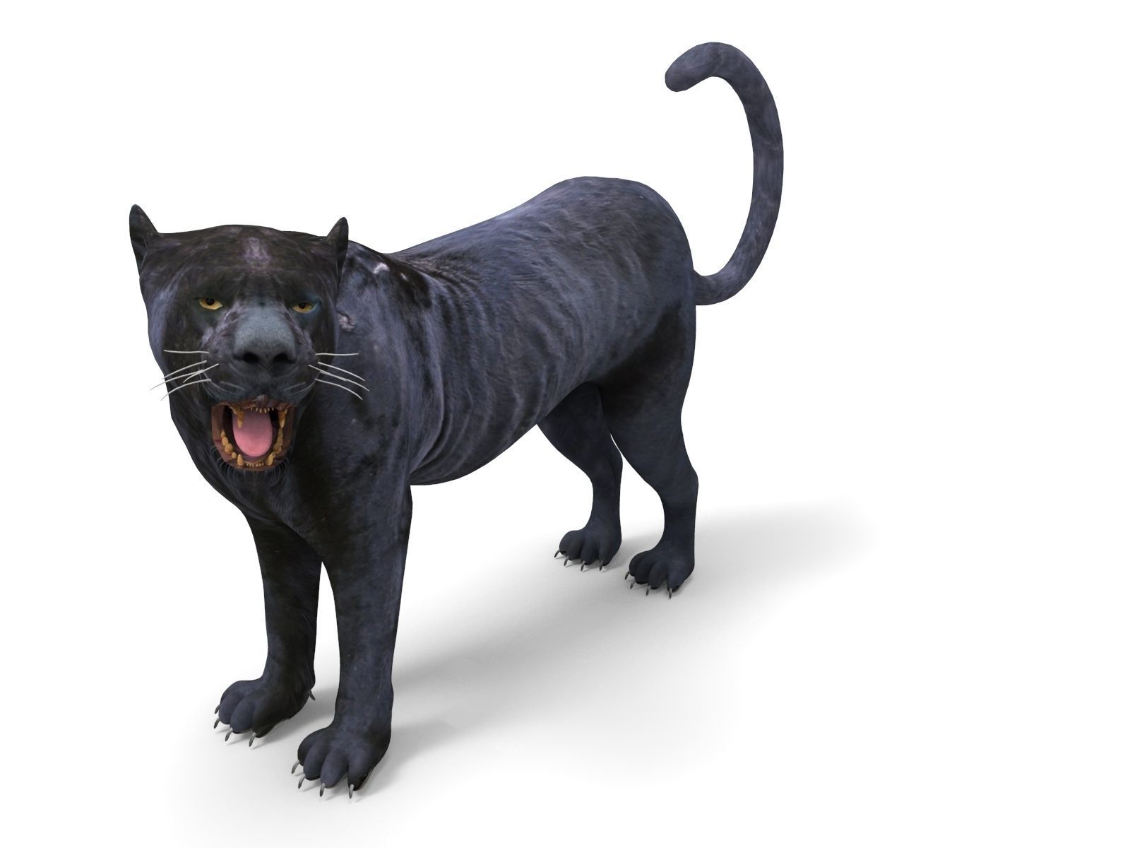 3d Wild Black Panther Rigged Model Low-poly 3D model_13