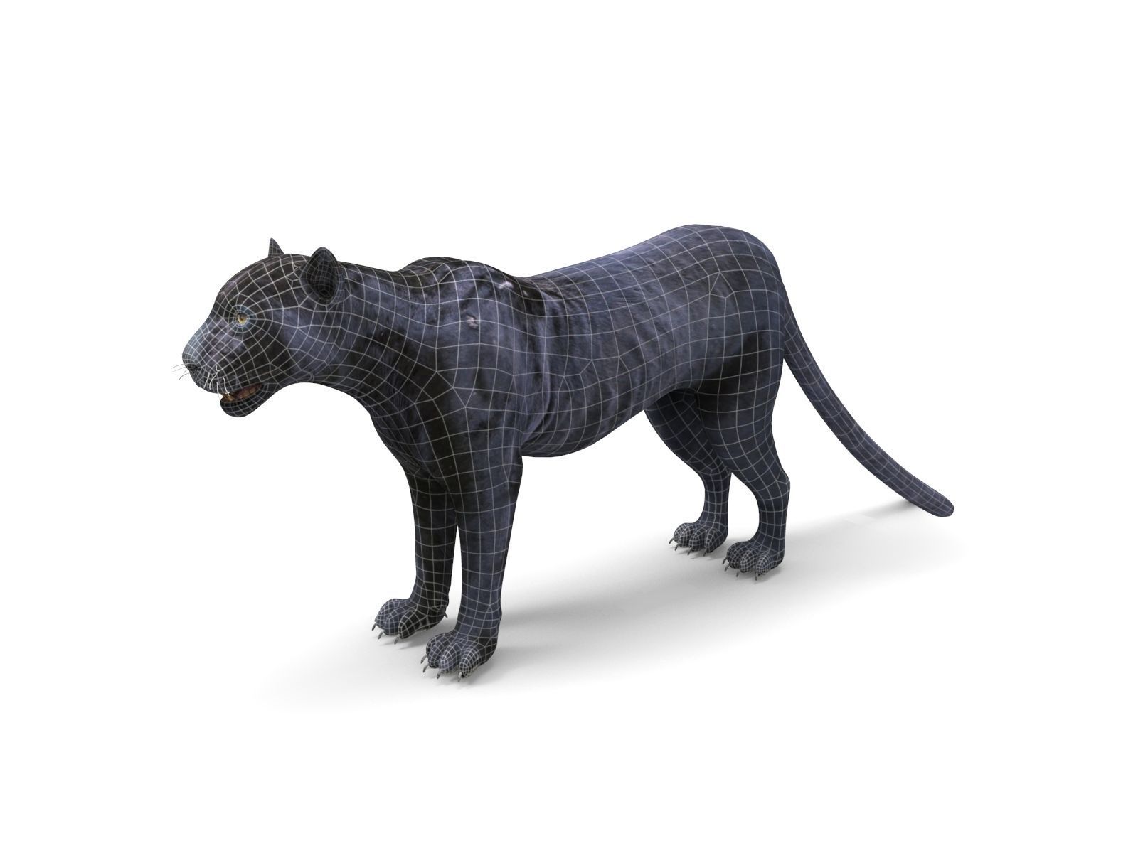 3d Wild Black Panther Rigged Model Low-poly 3D model_18