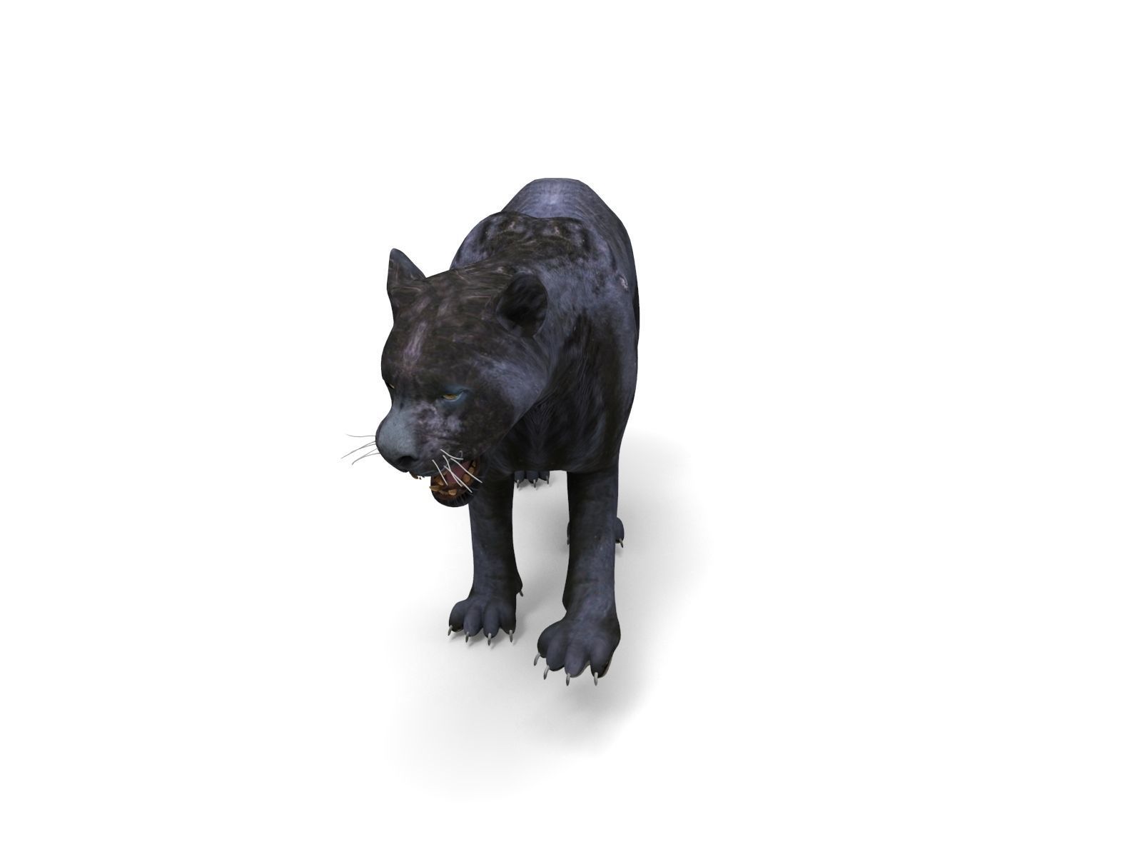 3d Wild Black Panther Rigged Model Low-poly 3D model_6