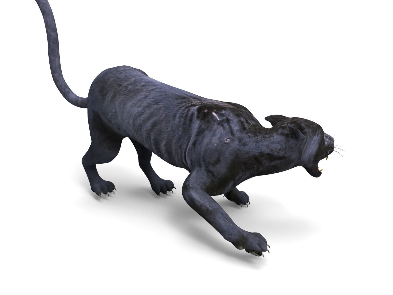 3d Wild Black Panther Rigged Model Low-poly 3D model_11