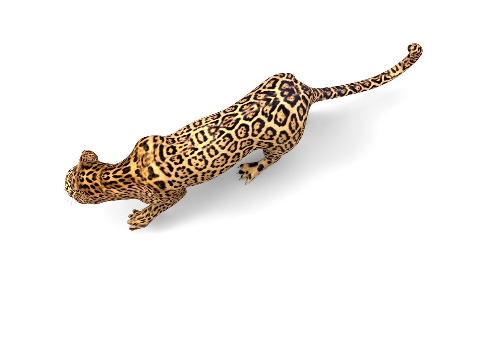 3D Leopard Rigged Model  Low-poly 3D model_2