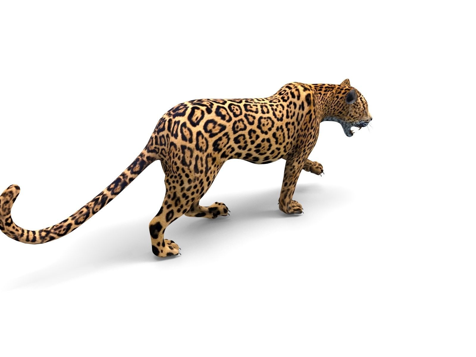 3D Leopard Rigged Model  Low-poly 3D model_4