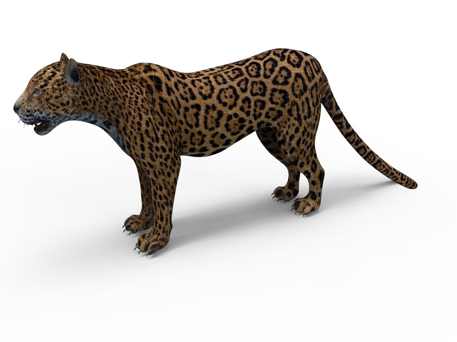 3D Leopard Rigged Model  Low-poly 3D model_23