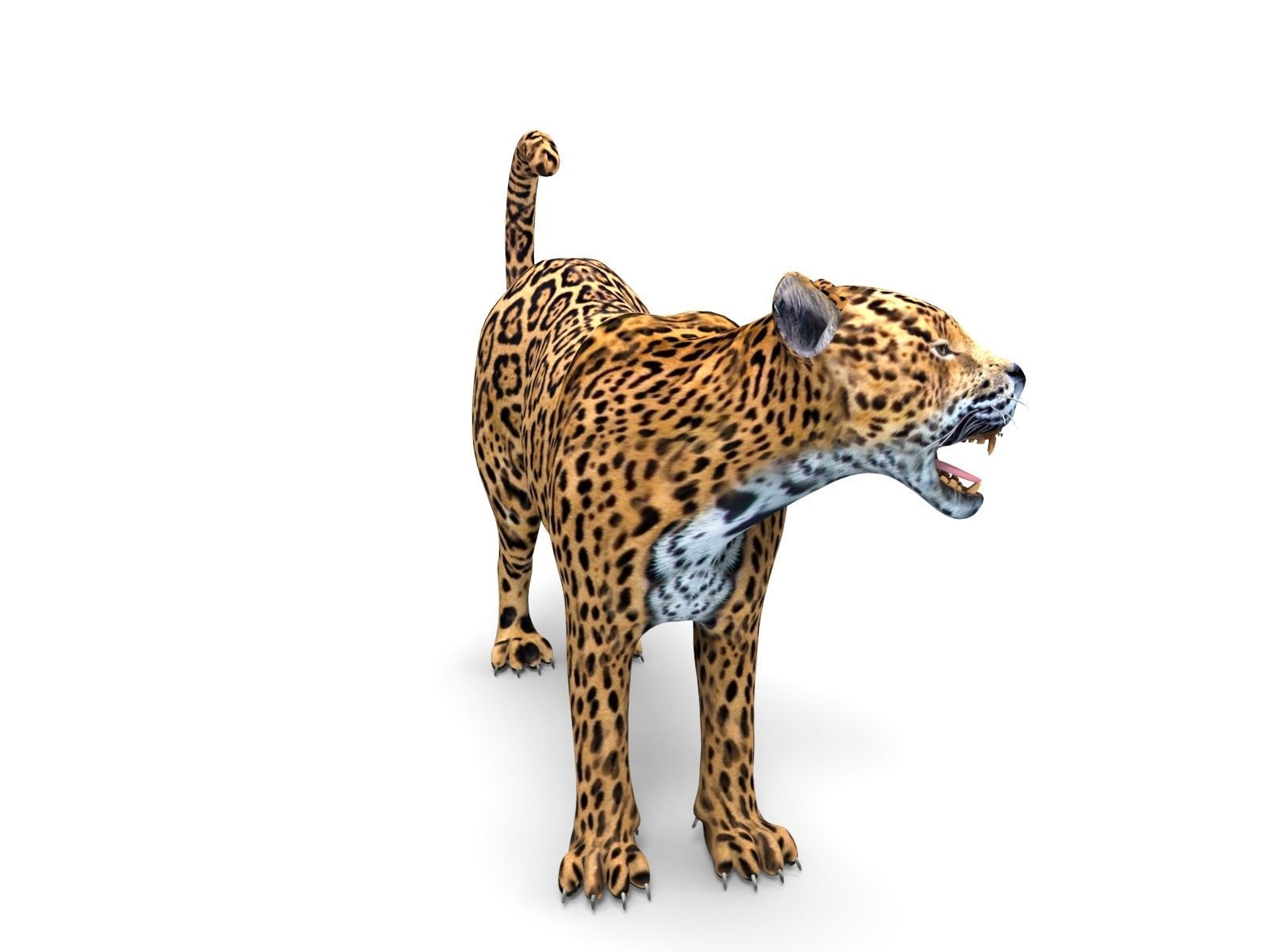 3D Leopard Rigged Model  Low-poly 3D model_13