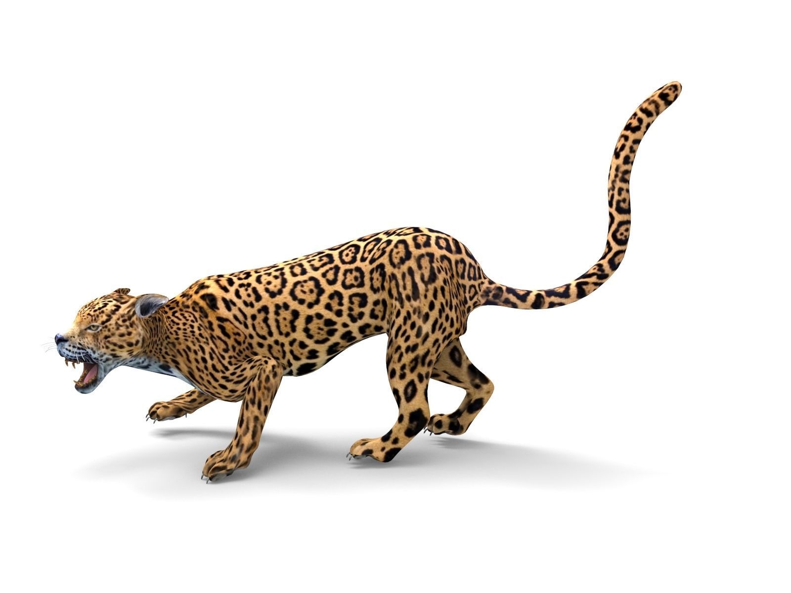 3D Leopard Rigged Model  Low-poly 3D model_11