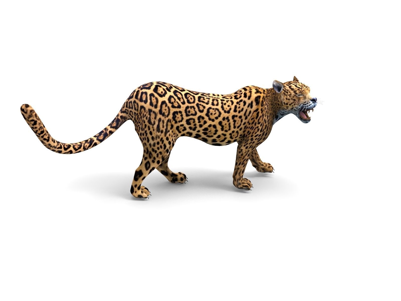 3D Leopard Rigged Model  Low-poly 3D model_8