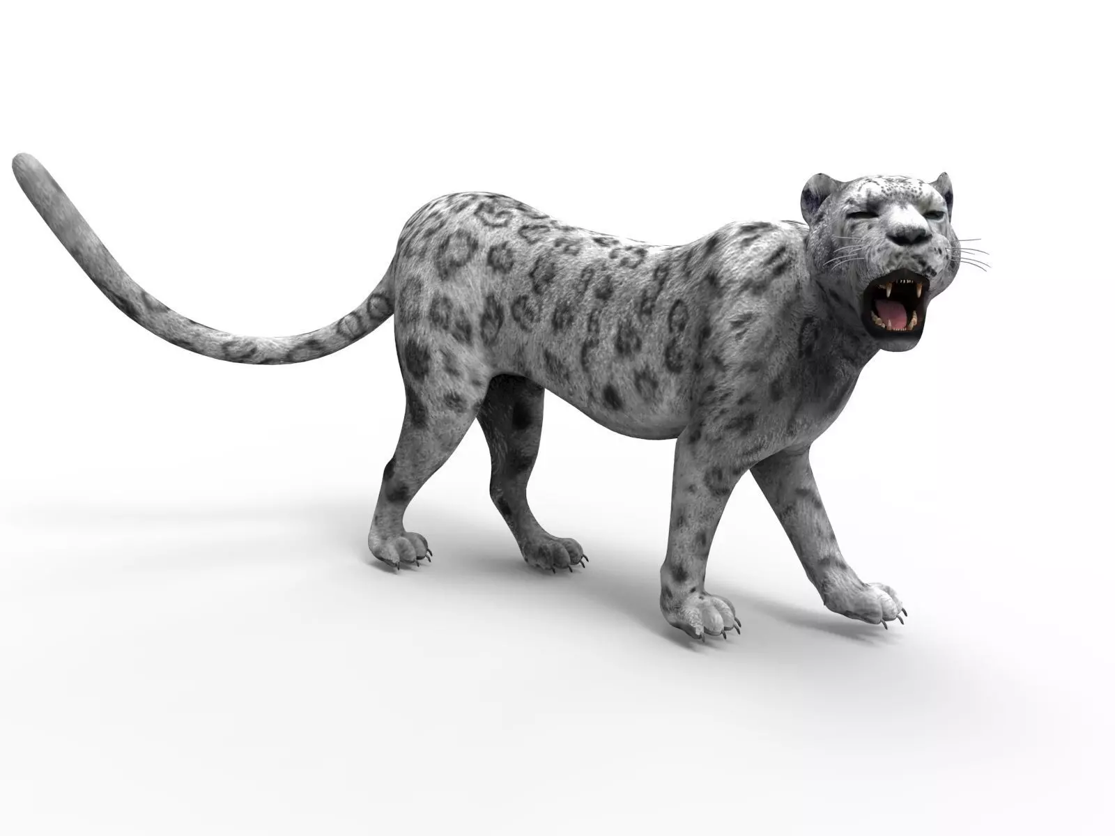 3D Snow leopard Rigged Model Low-poly 3D model_0