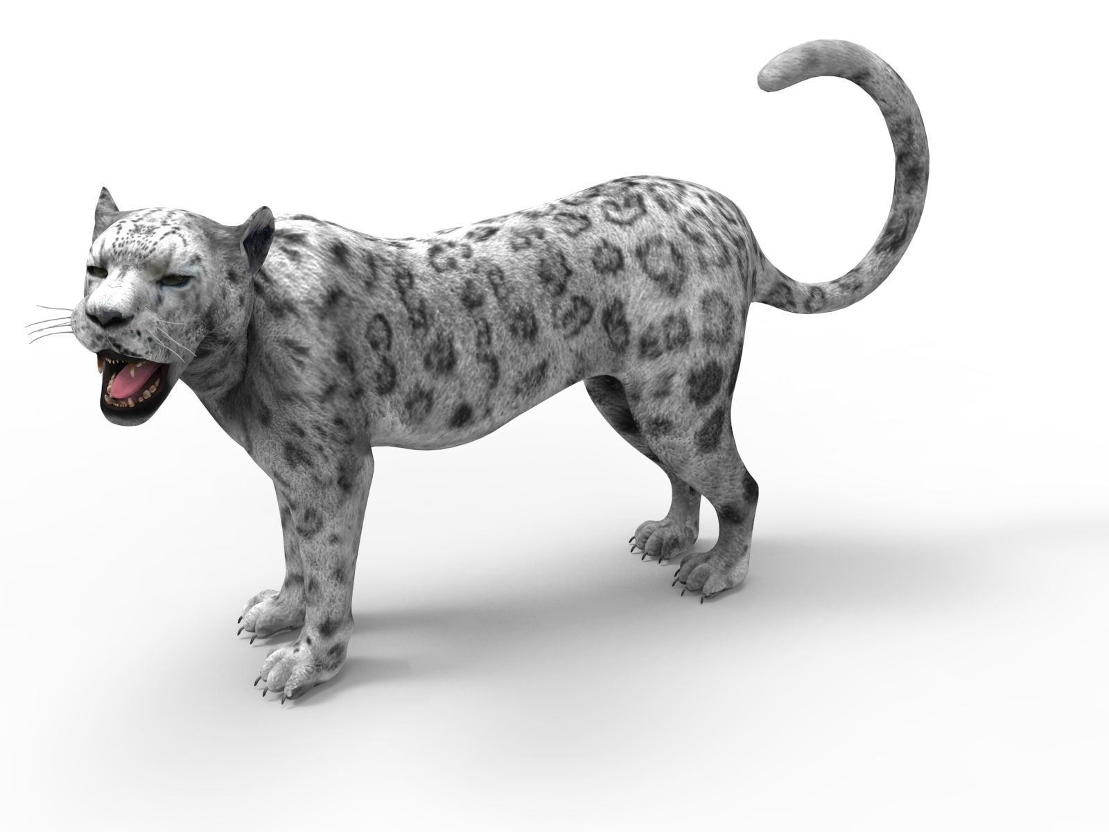 3D Snow leopard Rigged Model Low-poly 3D model_7