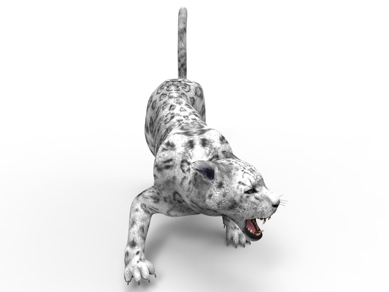 3D Snow leopard Rigged Model Low-poly 3D model_6