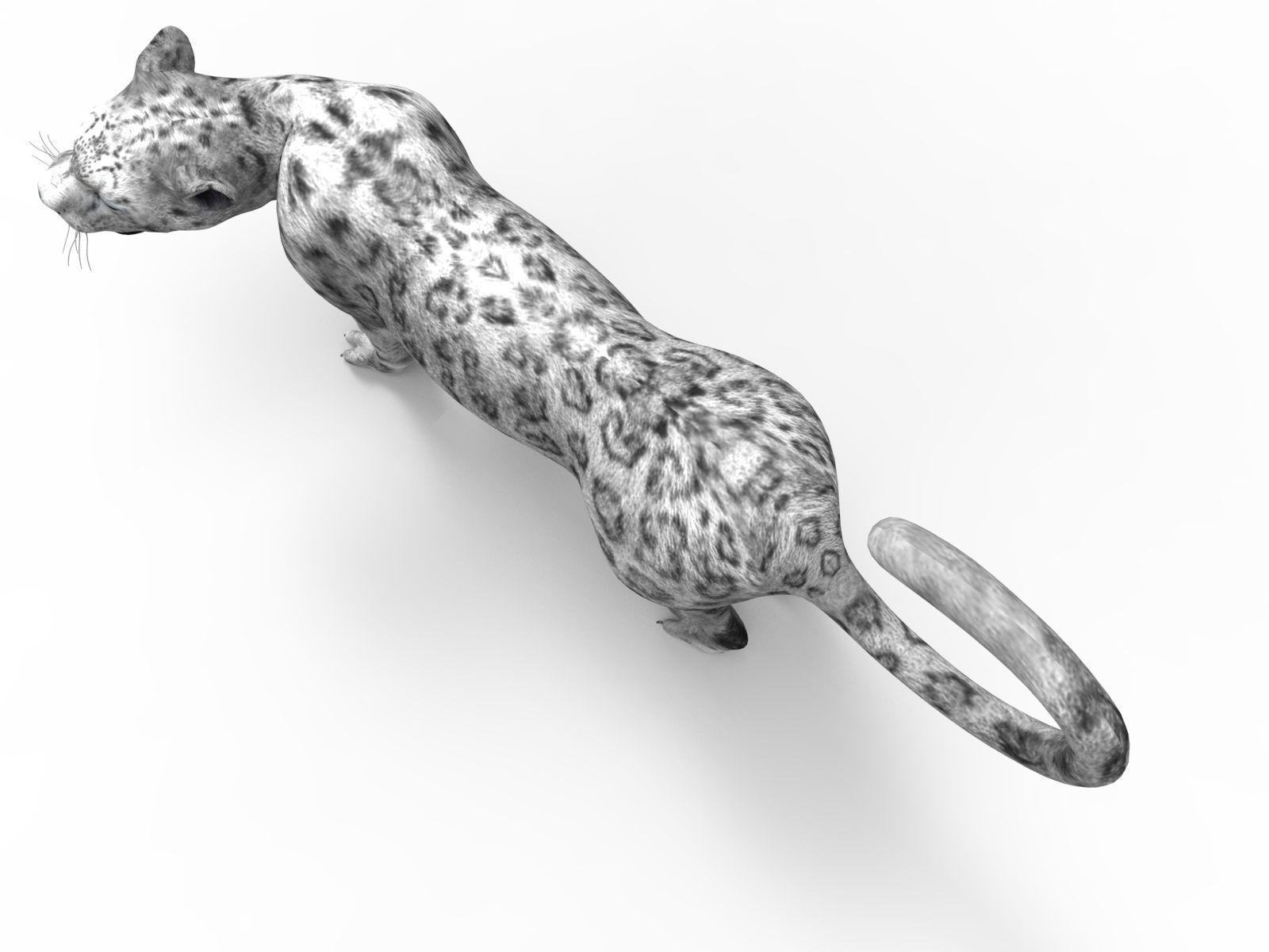 3D Snow leopard Rigged Model Low-poly 3D model_10