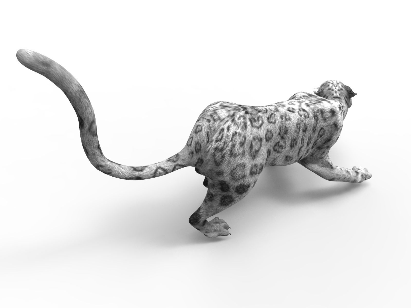 3D Snow leopard Rigged Model Low-poly 3D model_4