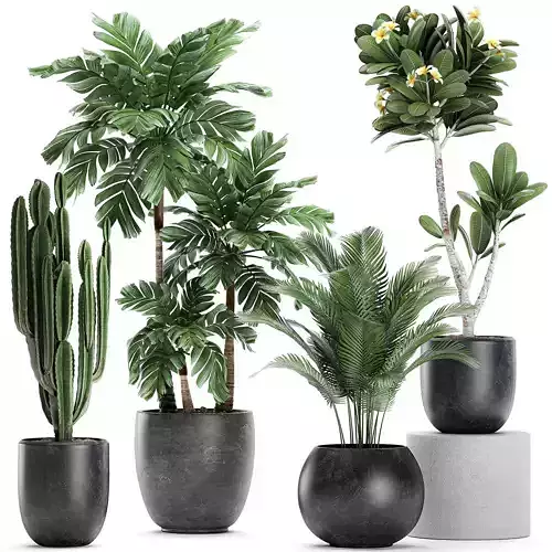 Plants in a black pot for the interior 677 3D model