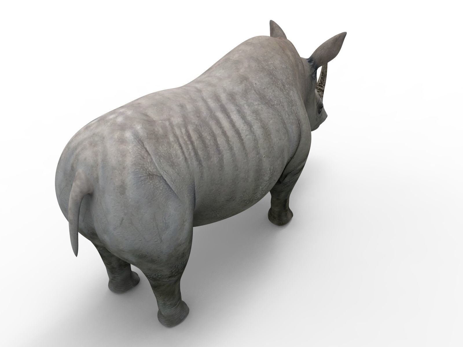 3D rhino rhinoceros realistic Rigged low poly  Low-poly 3D model_10