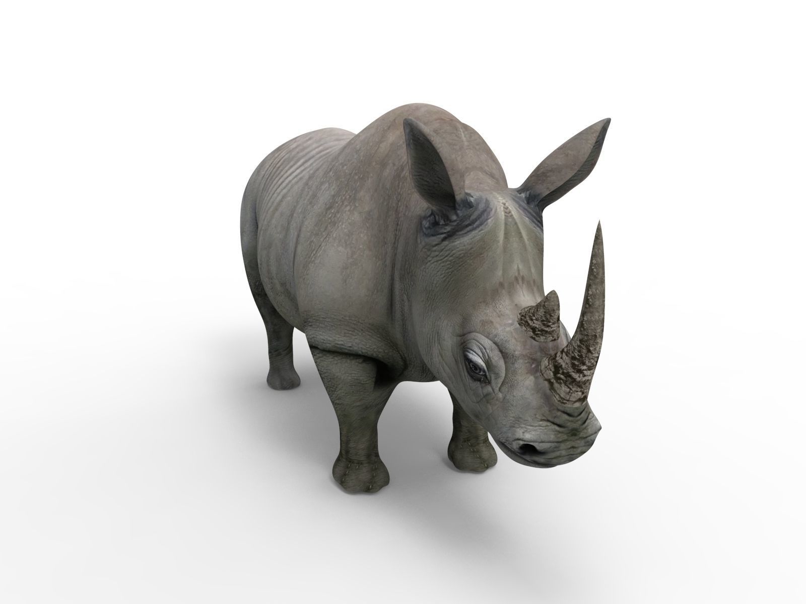 3D rhino rhinoceros realistic Rigged low poly  Low-poly 3D model_3