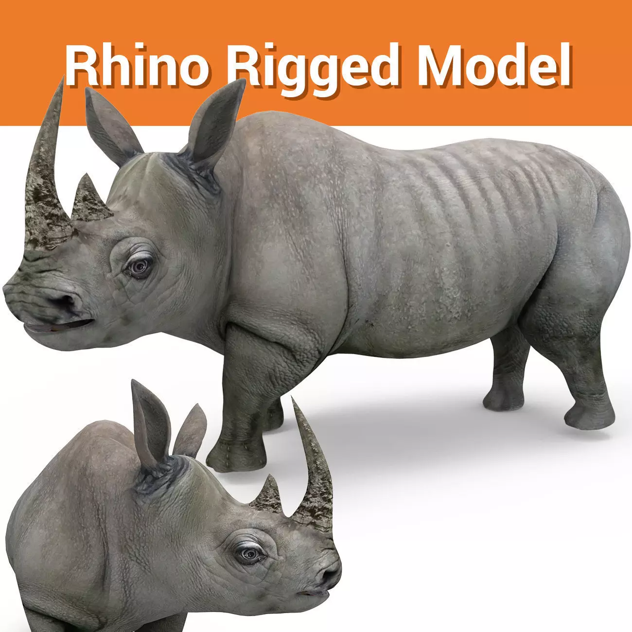 3D rhino rhinoceros realistic Rigged low poly  Low-poly 3D model_0