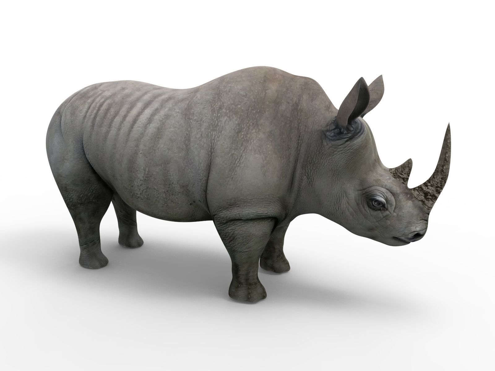 3D rhino rhinoceros realistic Rigged low poly  Low-poly 3D model_4