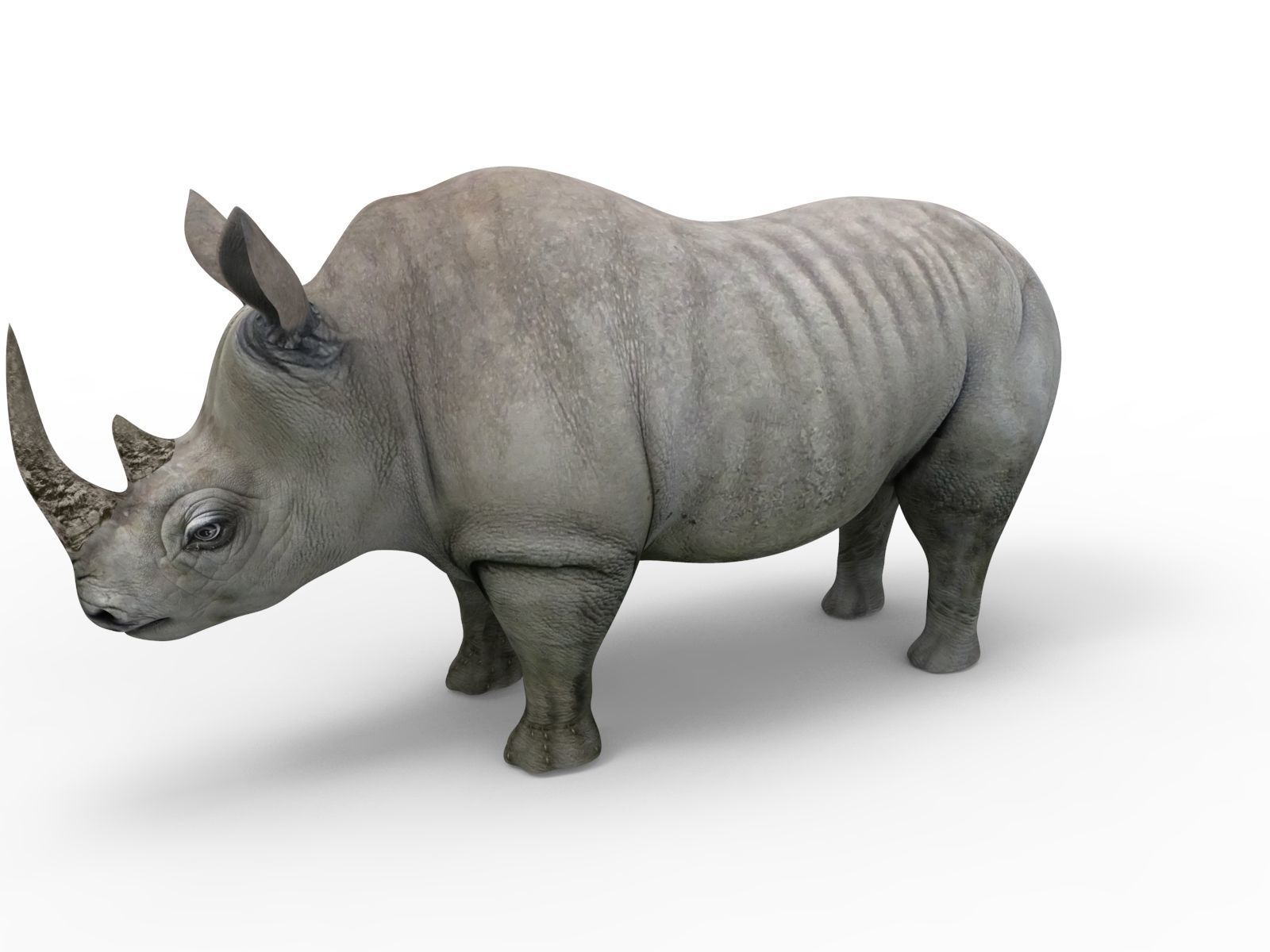 3D rhino rhinoceros realistic Rigged low poly  Low-poly 3D model_5