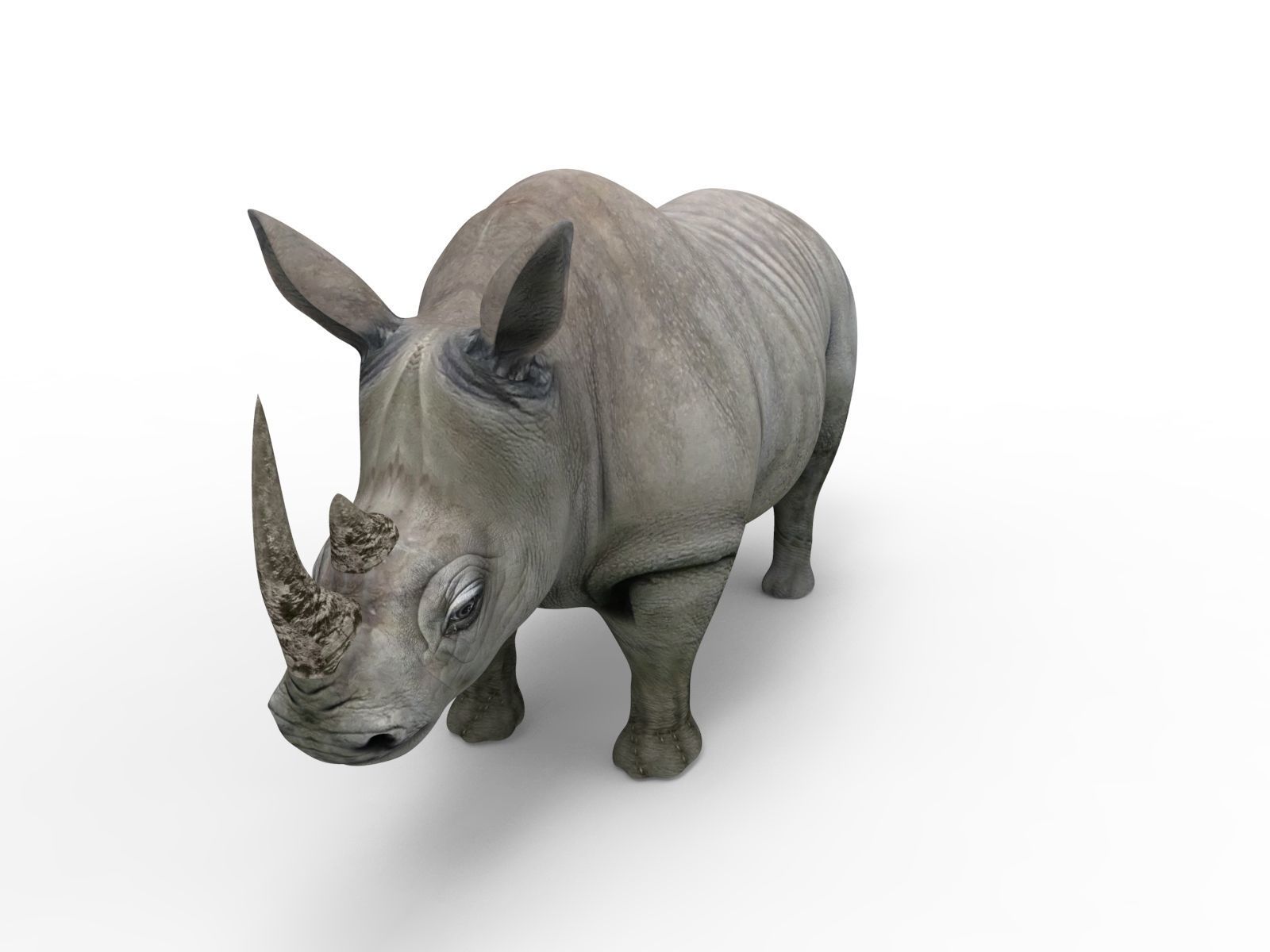 3D rhino rhinoceros realistic Rigged low poly  Low-poly 3D model_2