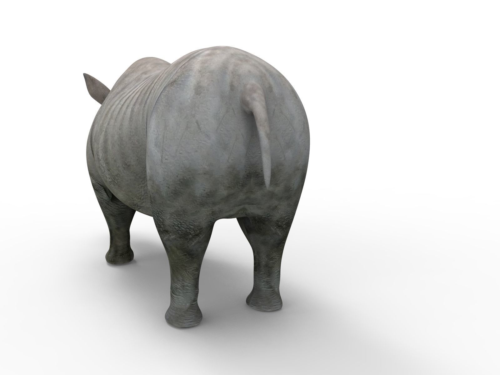 3D rhino rhinoceros realistic Rigged low poly  Low-poly 3D model_7