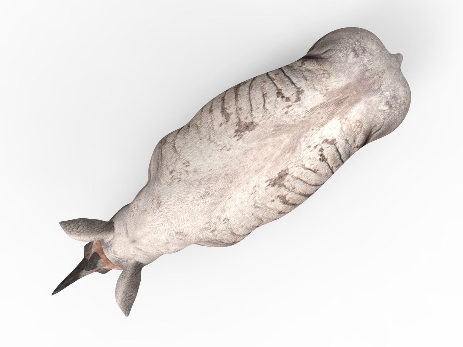 Dirty  Rhino 3D Models Rigged  game ready Low-poly 3D model_12