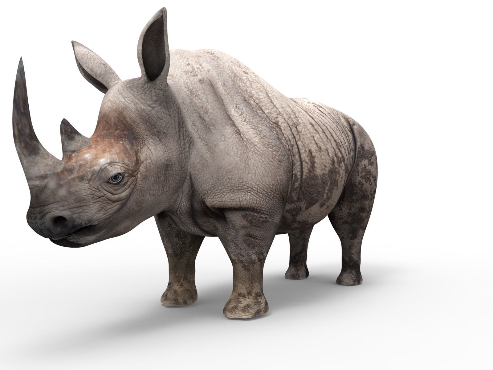 Dirty  Rhino 3D Models Rigged  game ready Low-poly 3D model_8