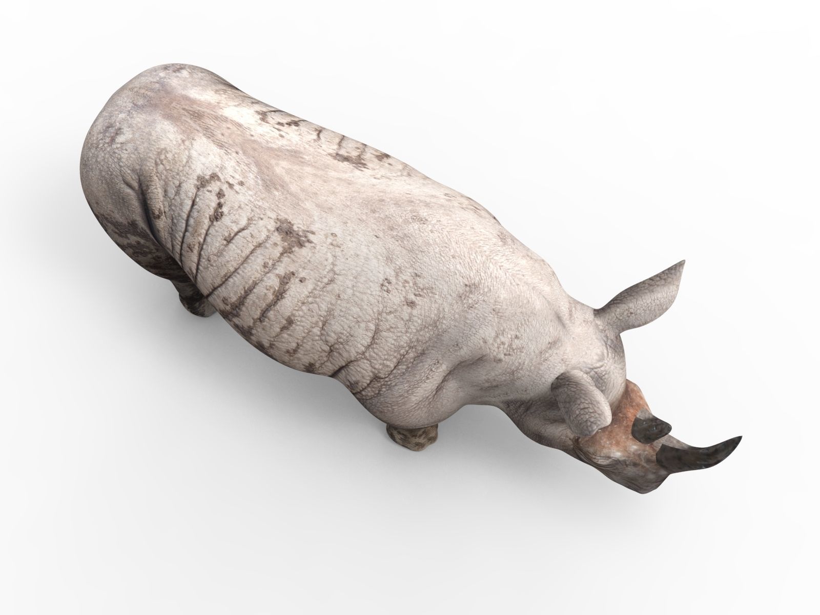 Dirty  Rhino 3D Models Rigged  game ready Low-poly 3D model_2