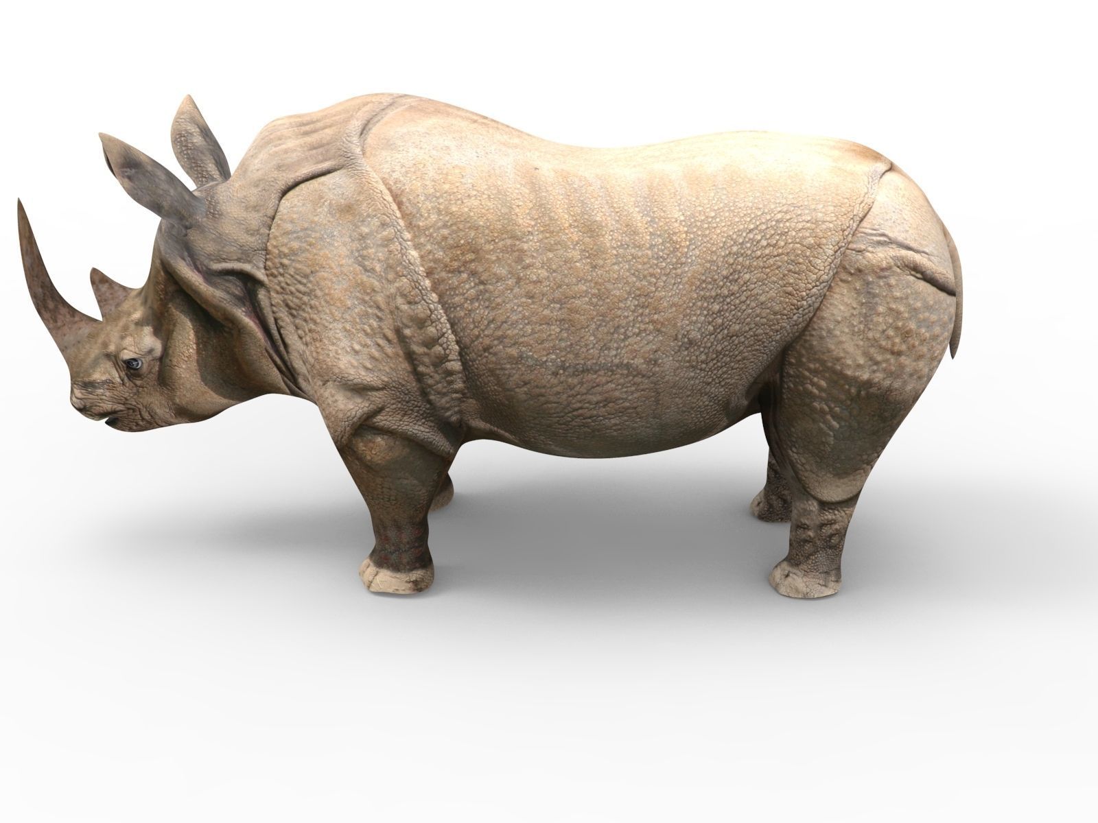 3D rhino rhinoceros Rigged realistic low poly  Low-poly 3D model_6