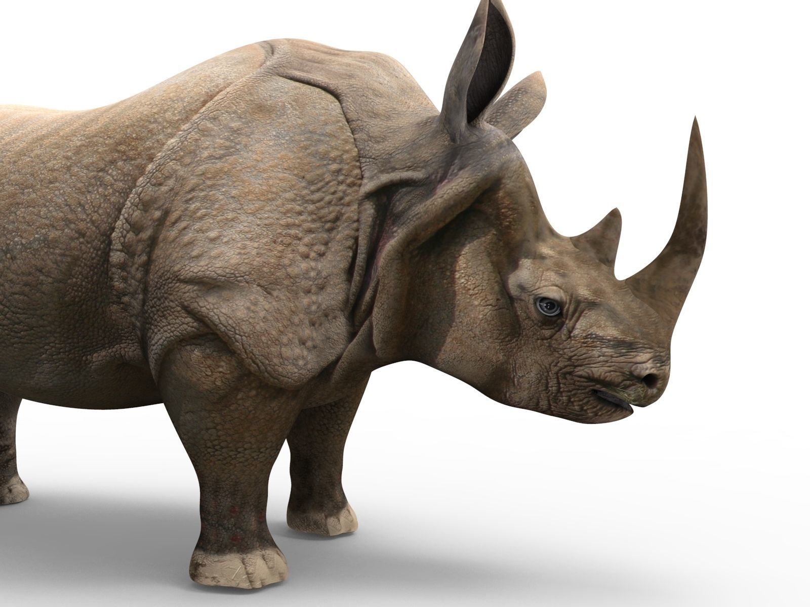 3D rhino rhinoceros Rigged realistic low poly  Low-poly 3D model_10