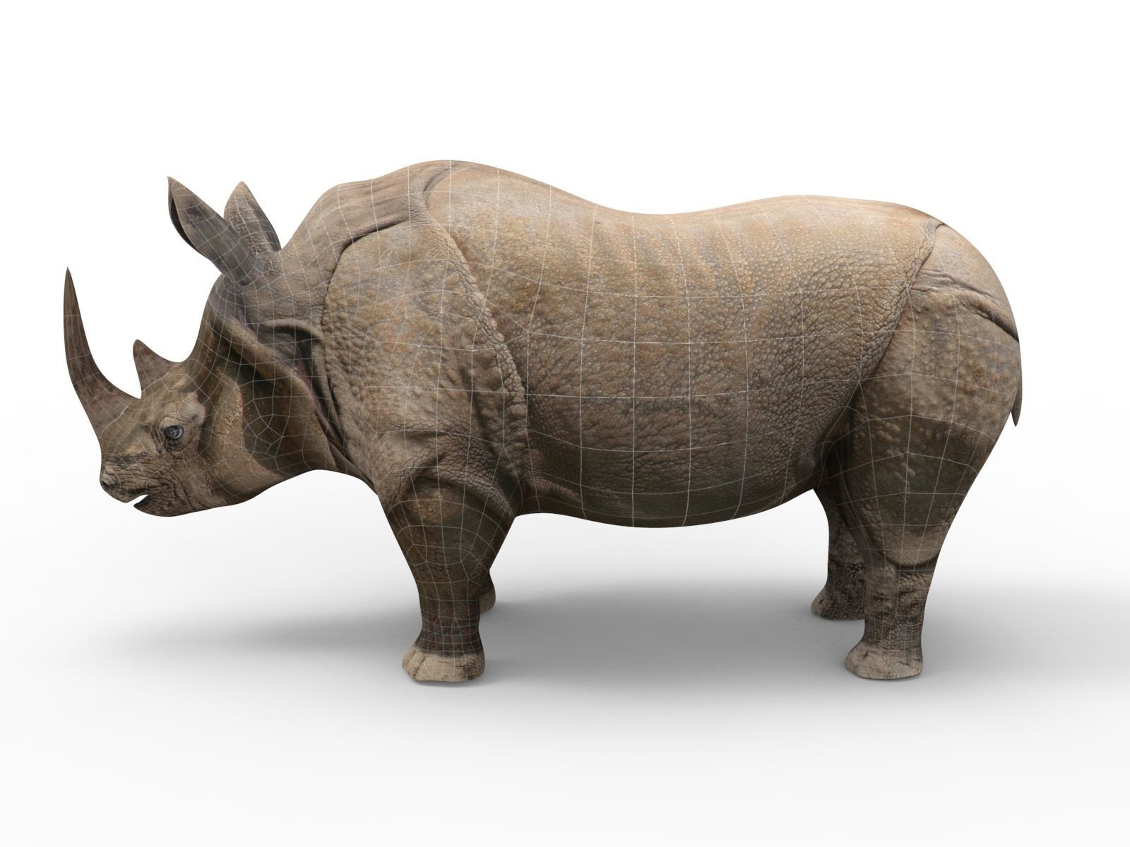 3D rhino rhinoceros Rigged realistic low poly  Low-poly 3D model_9