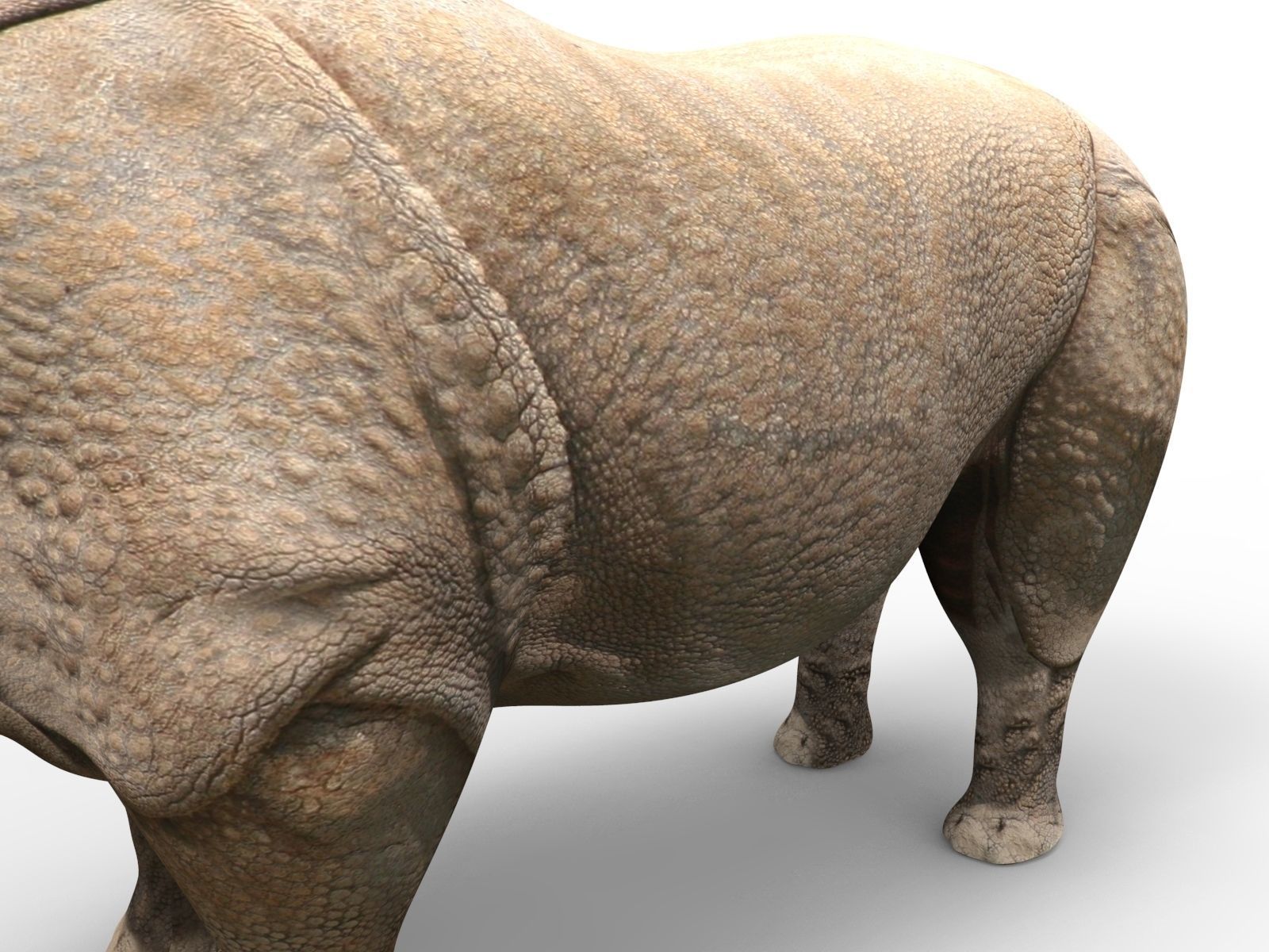 3D rhino rhinoceros Rigged realistic low poly  Low-poly 3D model_12