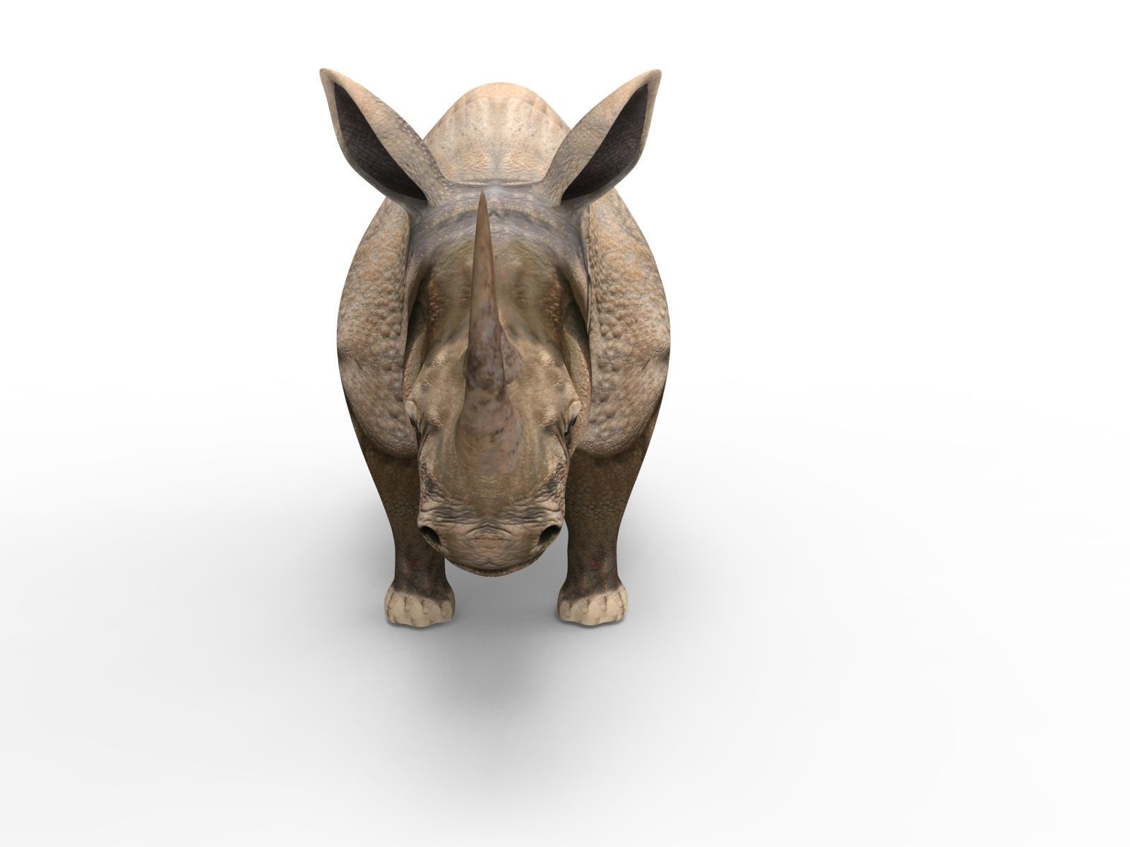 3D rhino rhinoceros Rigged realistic low poly  Low-poly 3D model_2