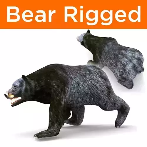 Black Bear Rigged 3D Models