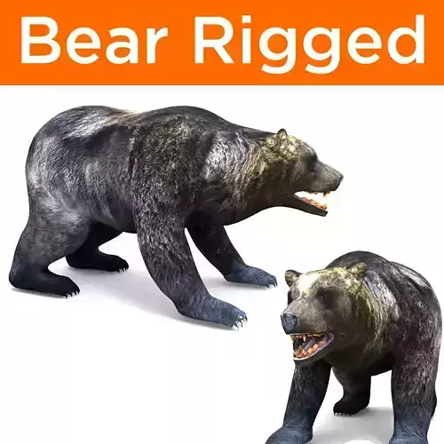 Black Bear Rigged 3D Models game