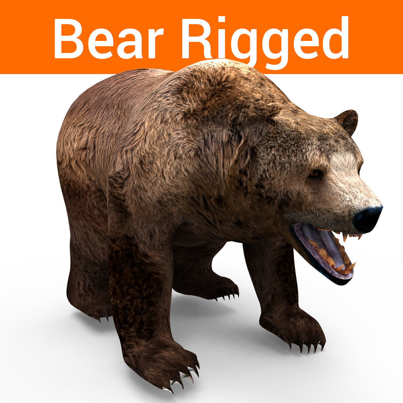 3D model brownbear animal 3d model VR / AR / lowpoly rigged CGTrader