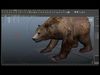 brown-bear animal 3d model  Low-poly 3D model_1