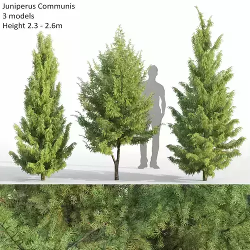 Juniperus Communis 02