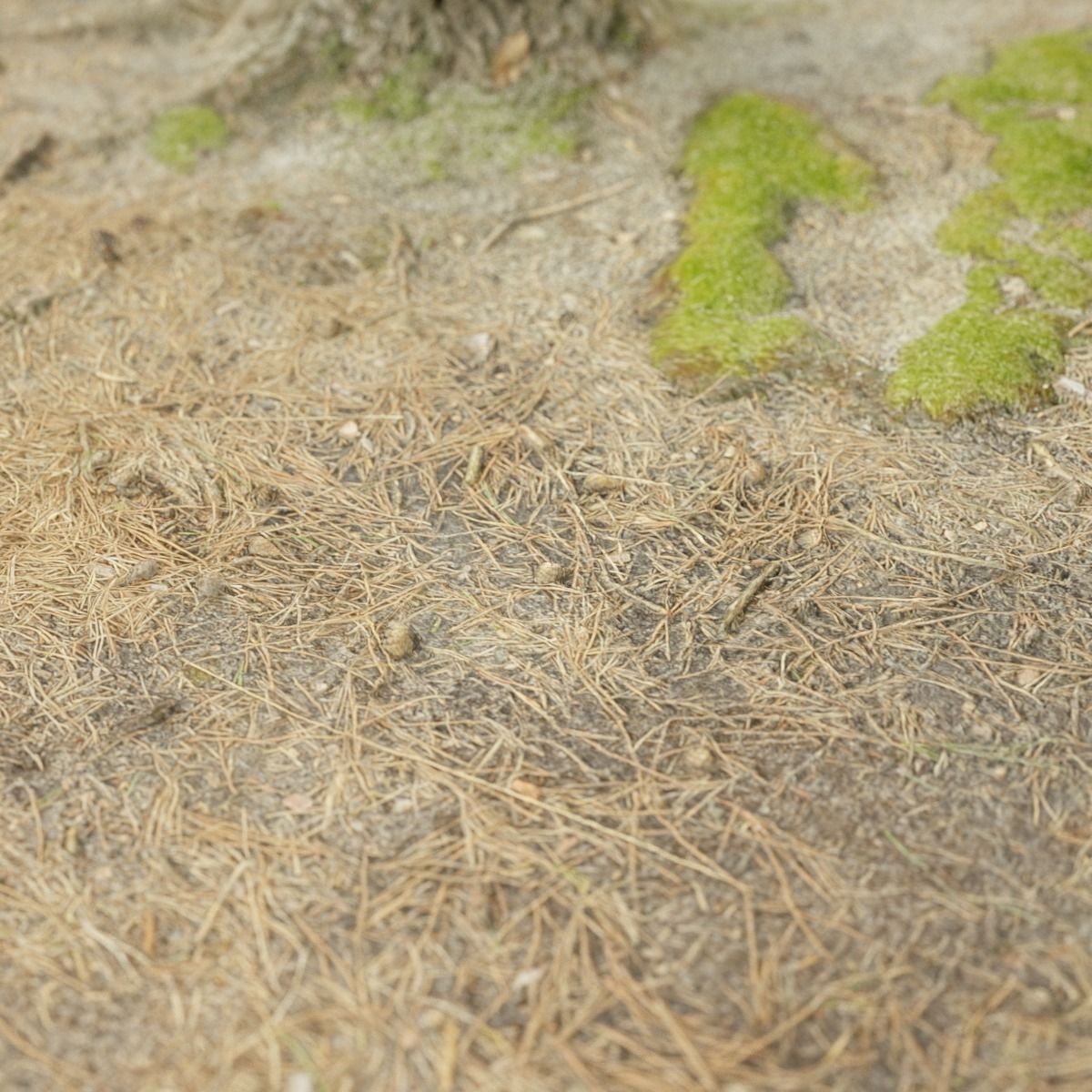 Ground cover Pine Low-poly 3D model_3