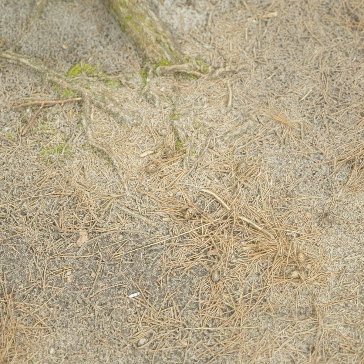 Ground cover Pine Low-poly 3D model_4