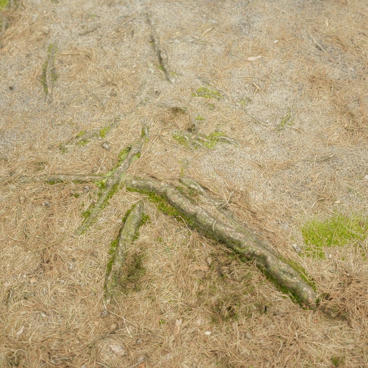 Ground cover Pine Low-poly 3D model_5