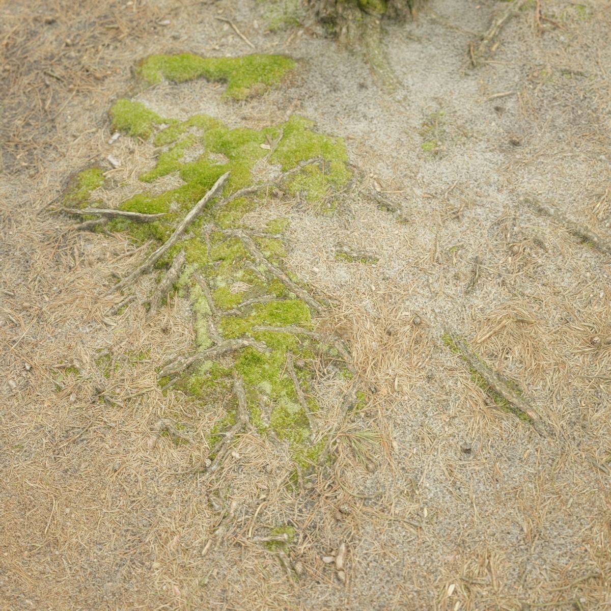 Ground cover Pine Low-poly 3D model_1