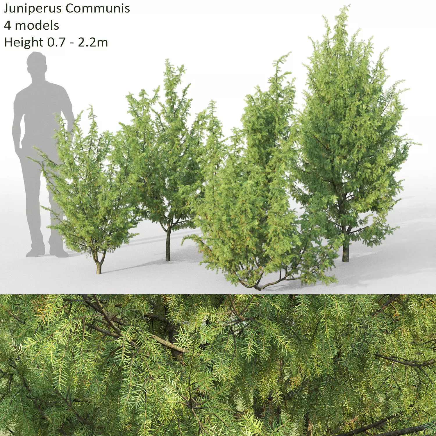 Juniperus Communis 03 3D model_0